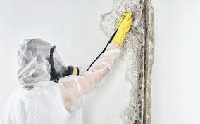 Best Comprehensive Air Testing for Mold Contaminants  in La Cresta, CA